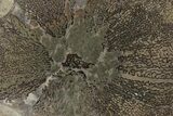 Sliced Pliosaur Vertebrae With Pyrite Replacement - Russia #78532-2